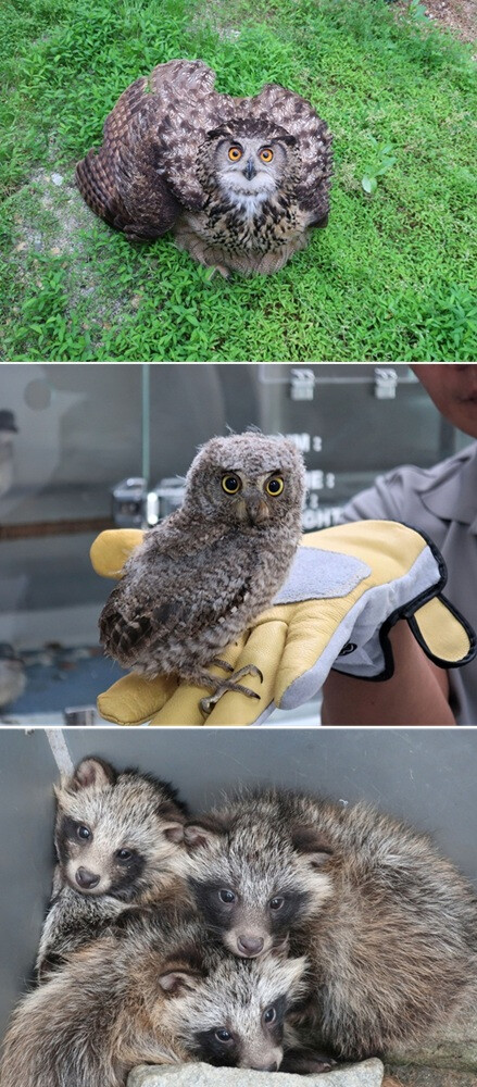 광주광역시, 작년 야생동물 구조 최초...